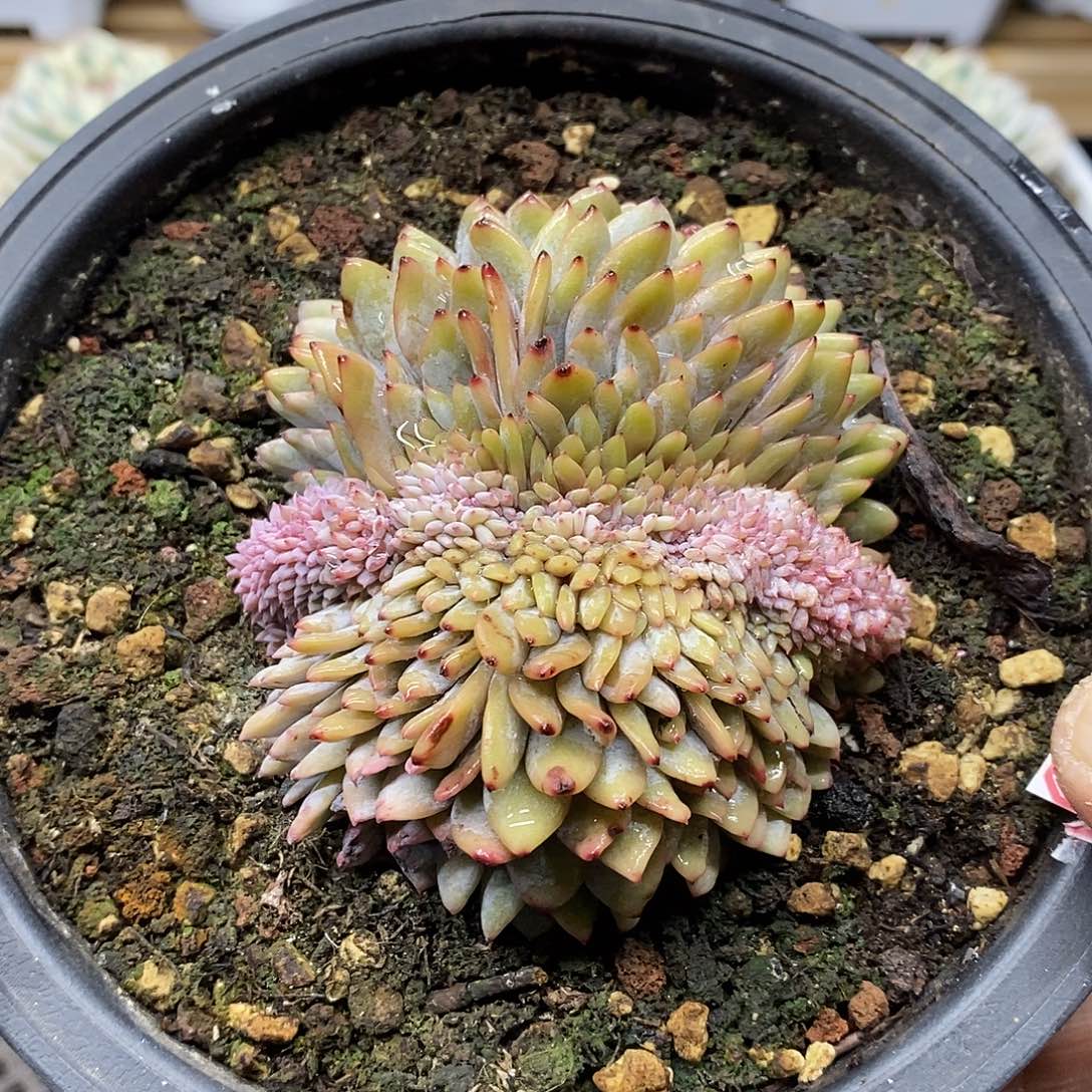 12192 大星星橙缀化