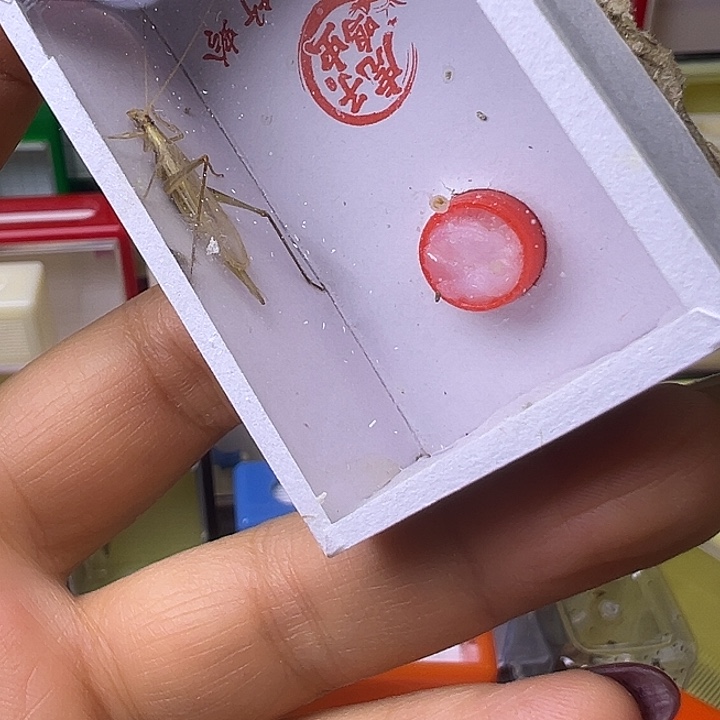 知***人柬埔寨哈哈哈哈哈哈哈哈哈哈