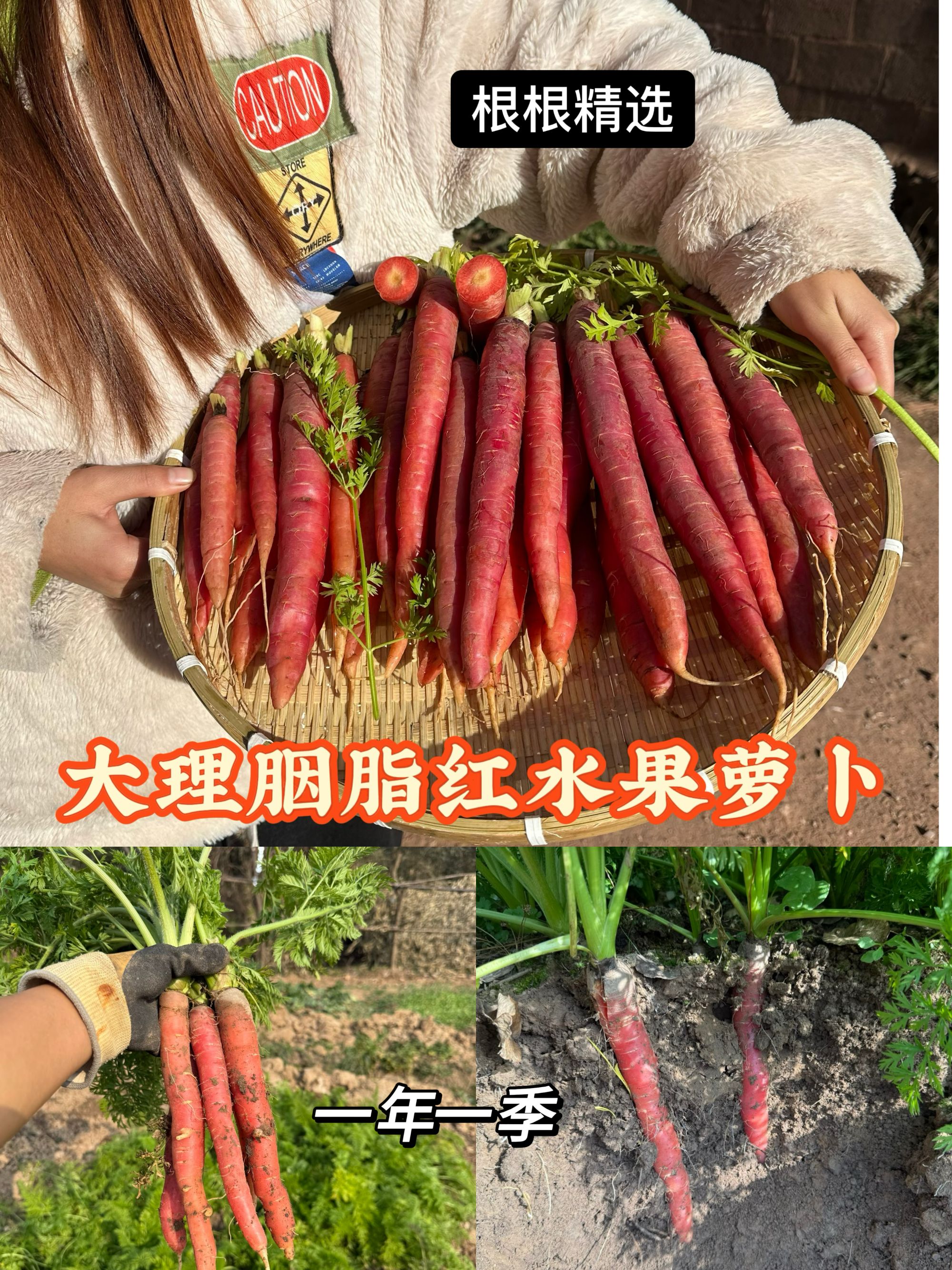 云南大理高原胭脂红水果胡萝卜新鲜现挖脆甜含花青素