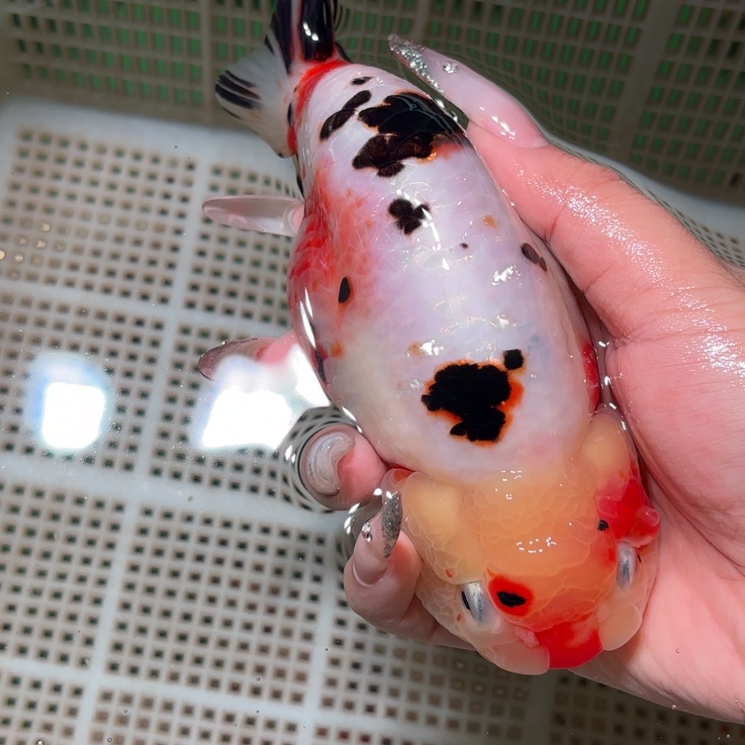 贝***壳金鱼拍包装包邮，不拍包装运费到付