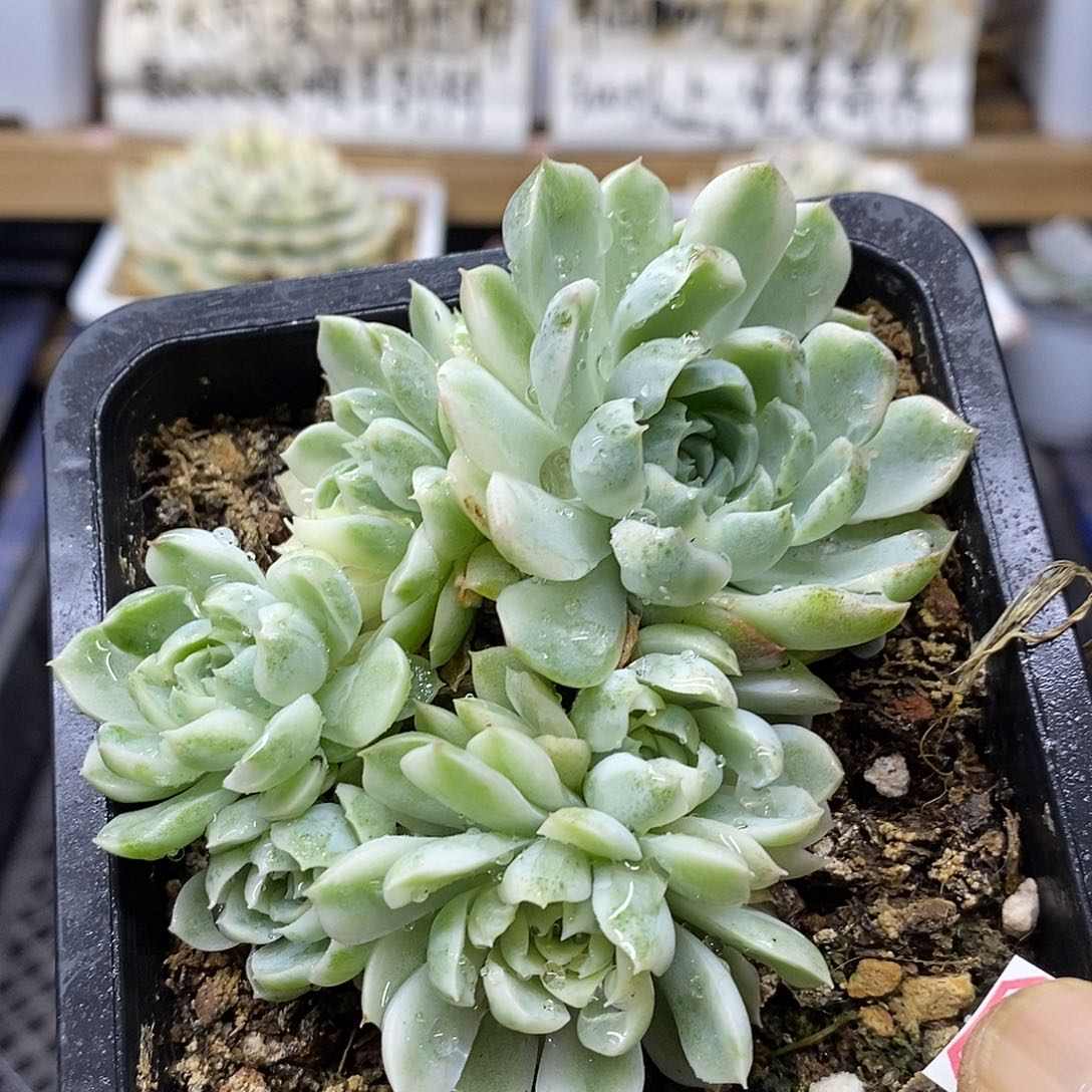 07147 香草月影白覆轮锦 6 头群