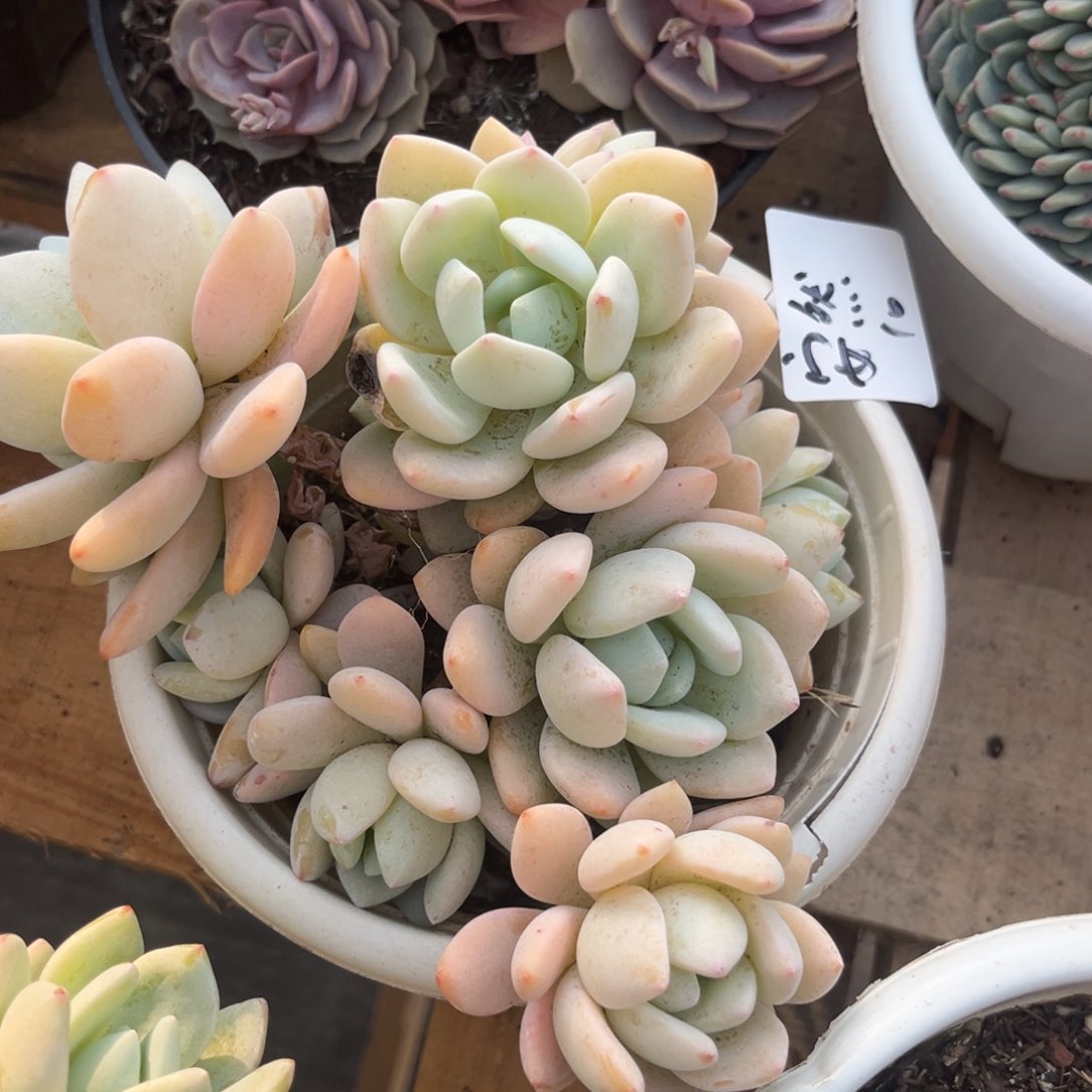 ?****然冷香多肉植物一物一拍