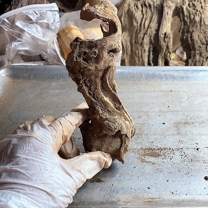 黄花梨/降香黄檀用****2