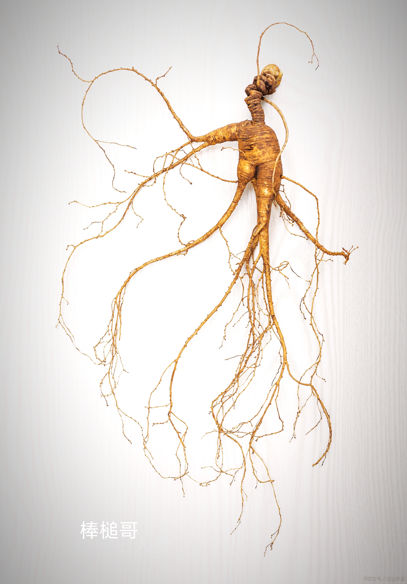 （改价连接）长白山林下可煮水煲汤泡茶