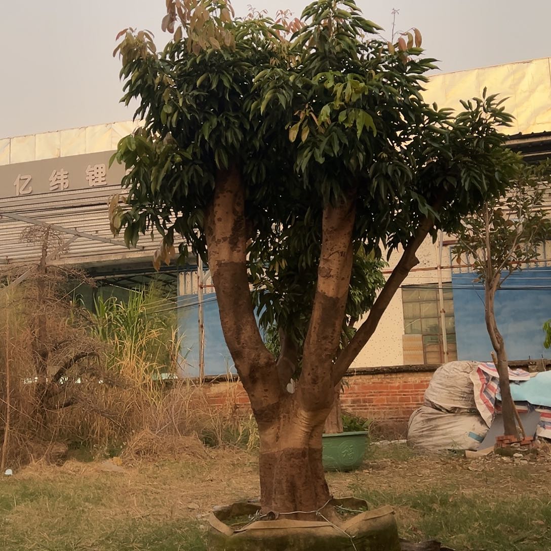 华***.完全开放果树果树2222222