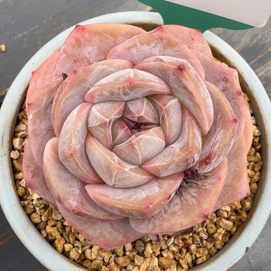 从前慢多肉精选编号1225.6