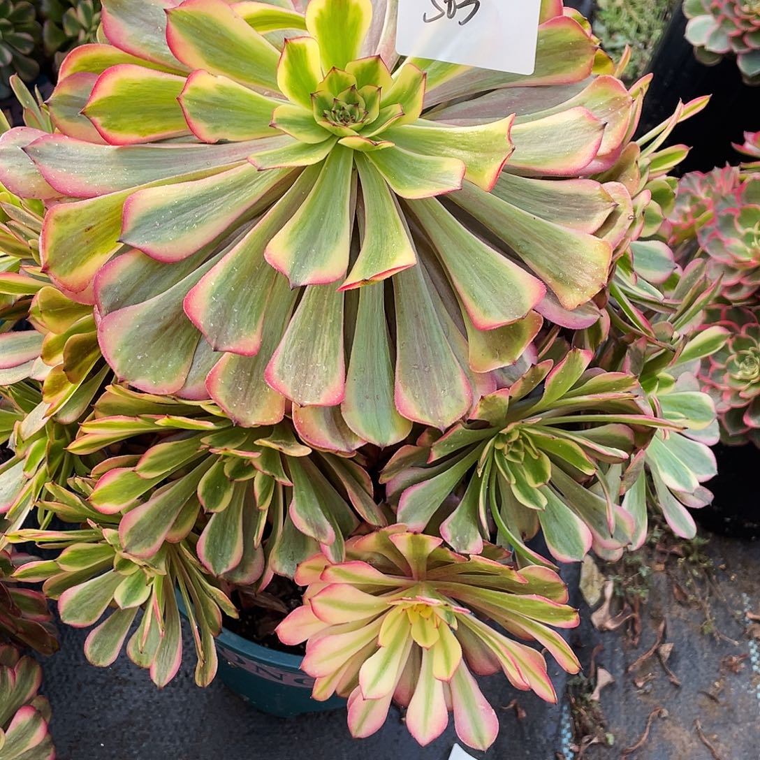 木***姐多肉法师503号粉体美姬发货不包损