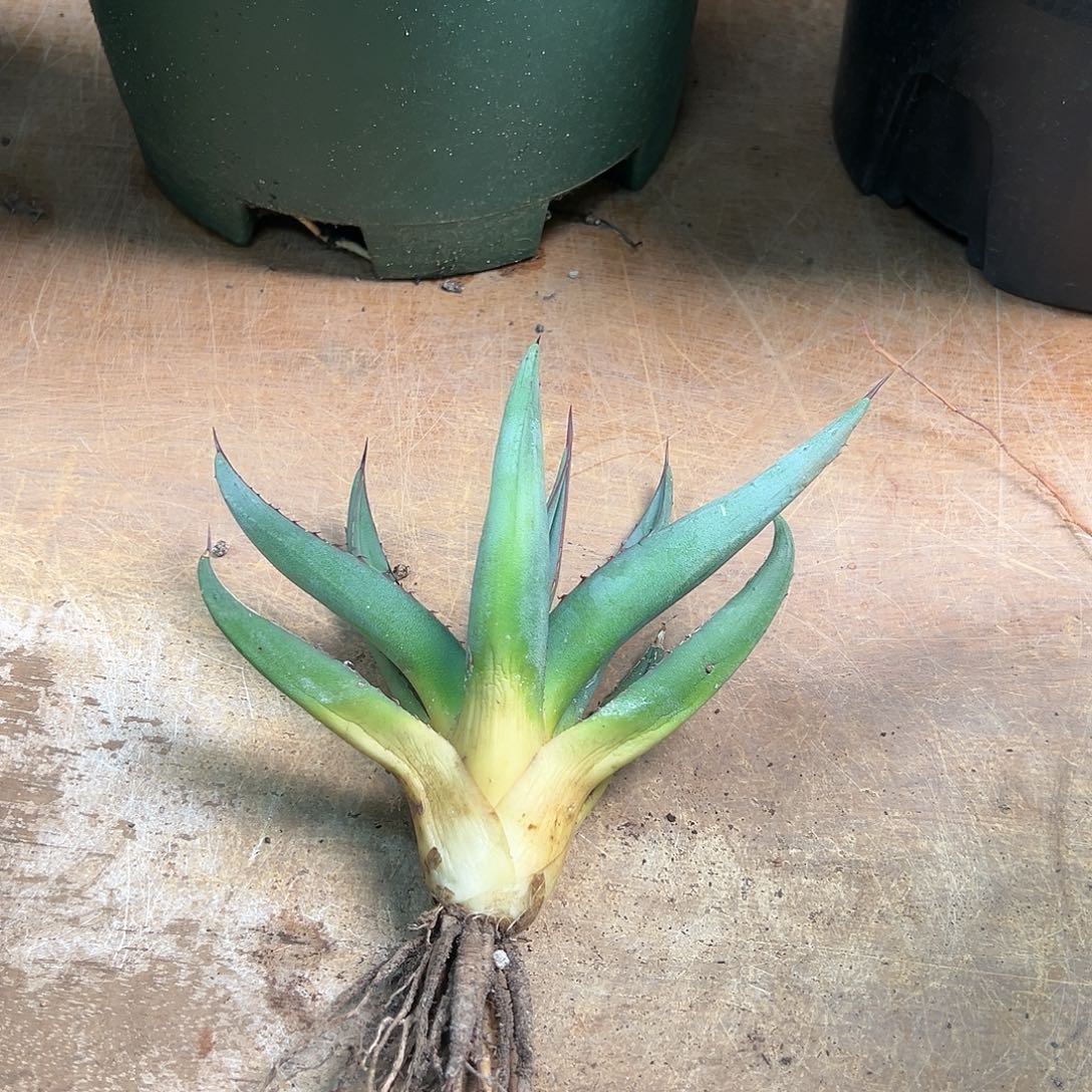 多肉植物鲨鱼皮龙舌兰