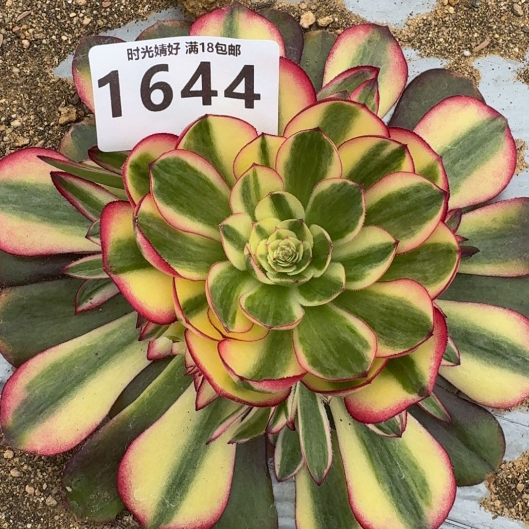 1644荔枝多肉植物