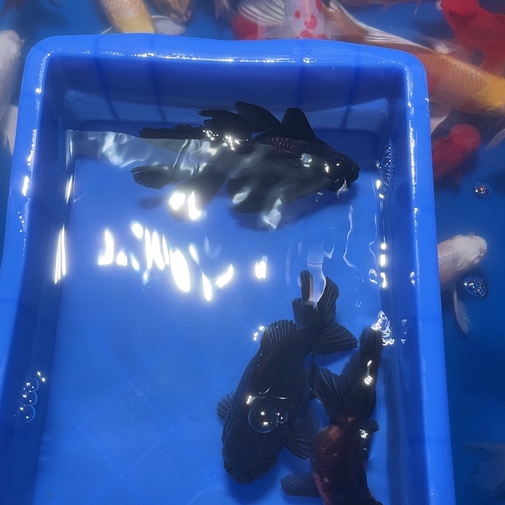 *****海水鱼鱼场自发31号链接