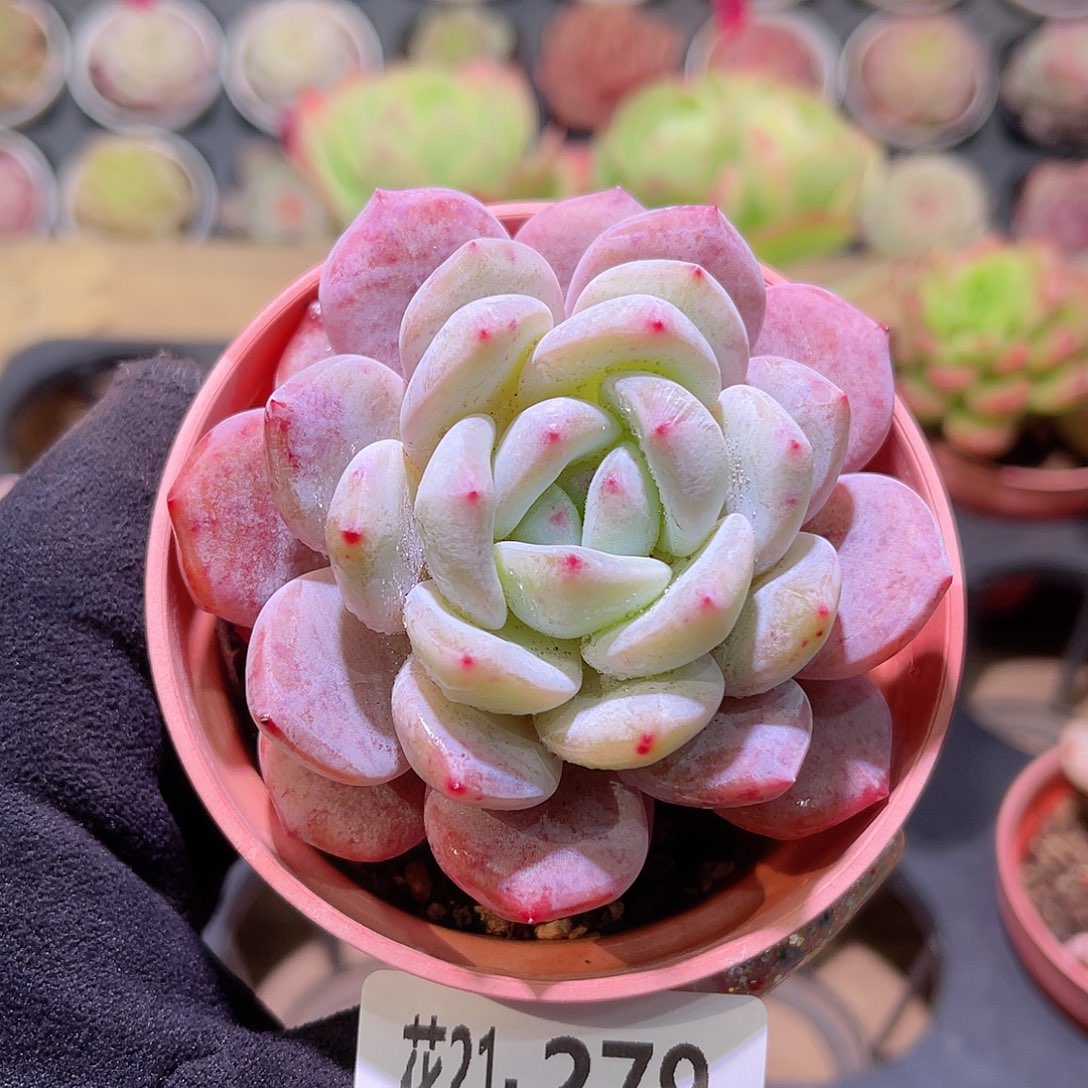 花利美21-279橙梦露