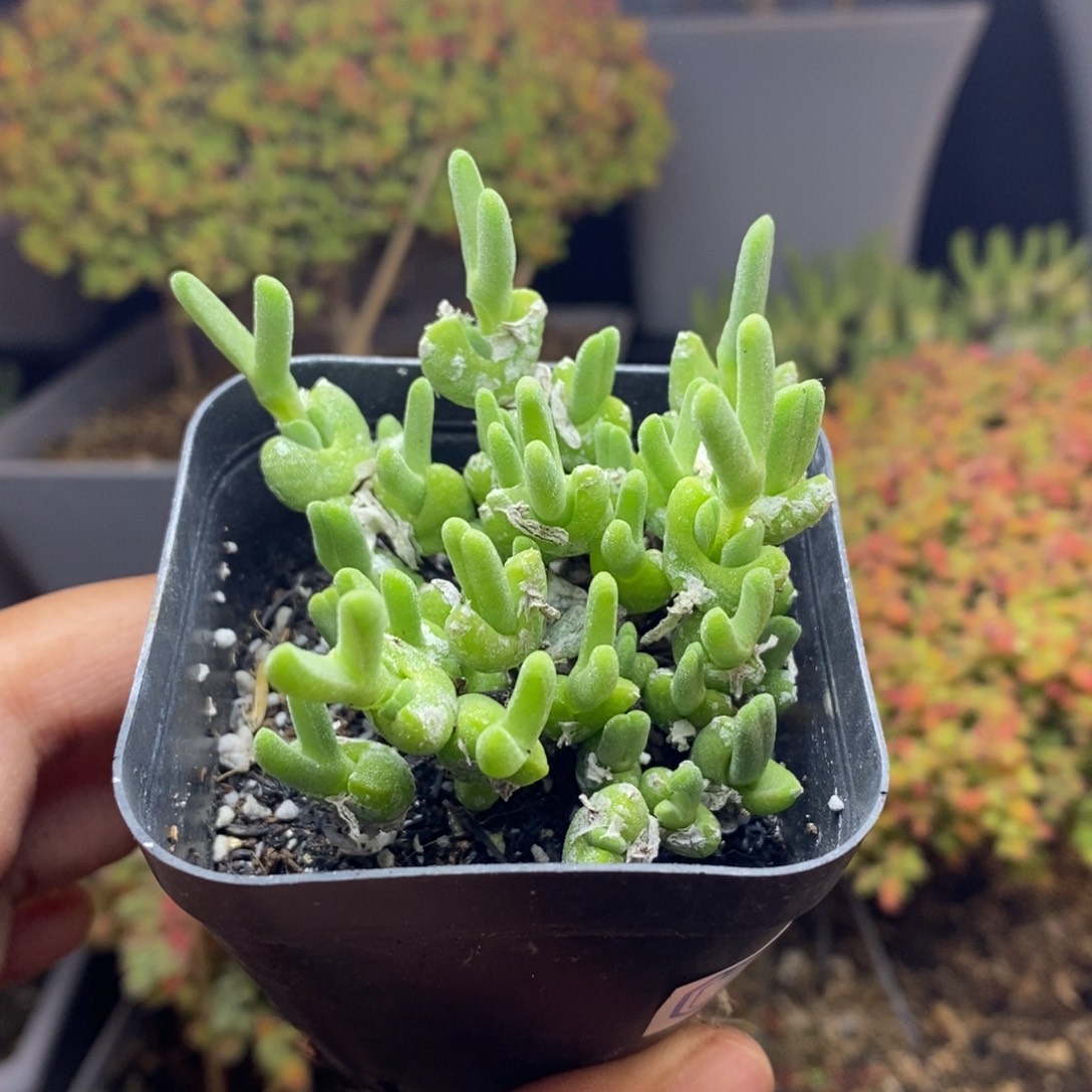 小****无花朵19号实生冰糕枝干