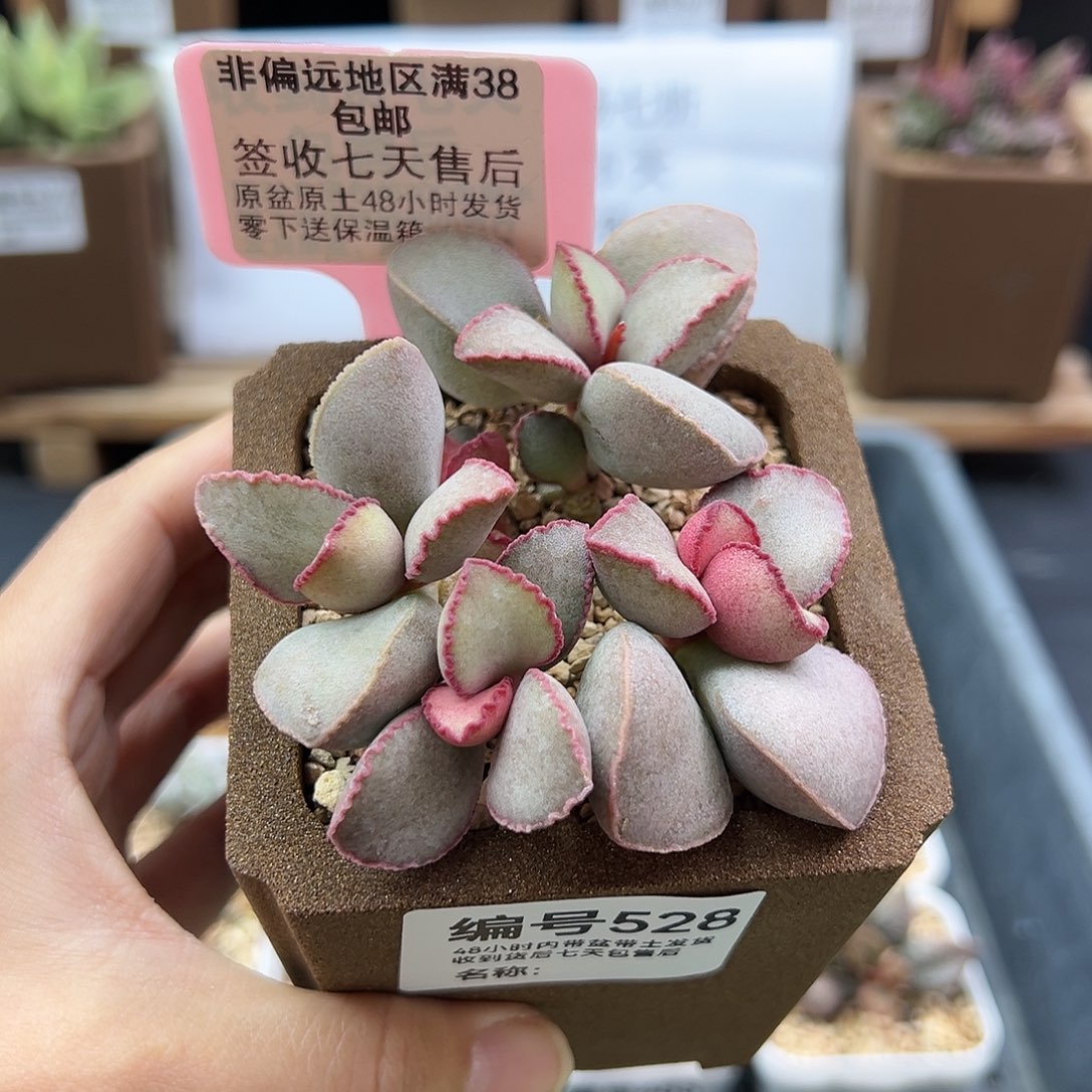 李*?528金牛座多肉植物