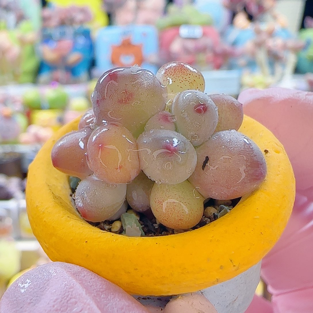 L 迷你彩虹奶 盆口2.5cm