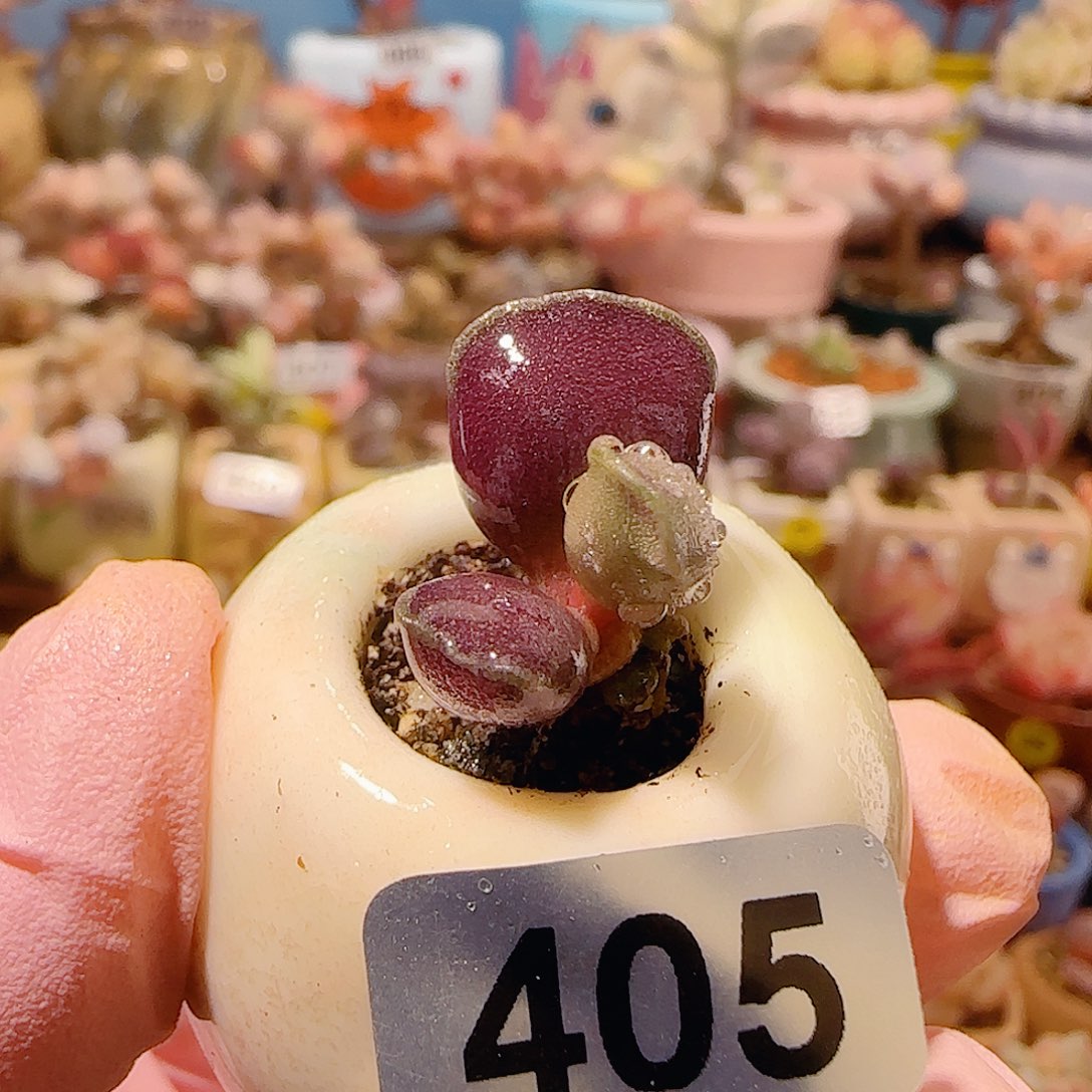 T可爱艺技盆口2.5cm