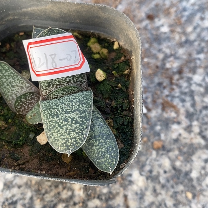 赏***客完美主义者勿拍硬叶121802