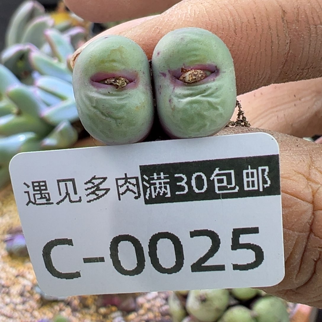 多肉植物111111111111111