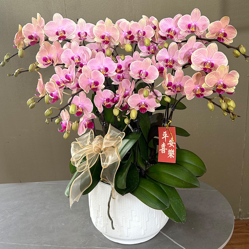 蝴蝶兰【樱花公主】带花带盆组好伴手礼送礼茶桌婚礼工位美化装饰