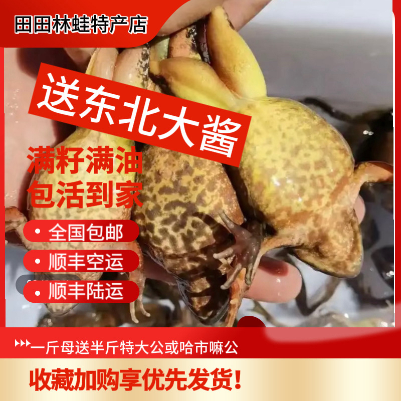 东北林蛙母豹子顺丰包邮/送鱼/送公/随你选择