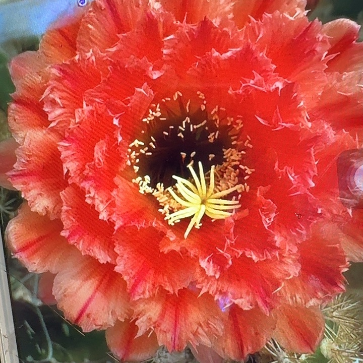 清一侧芽5公分左右毛花柱