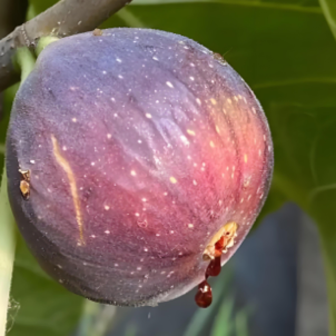 【意大利376】无花果苗意大利376果树苗