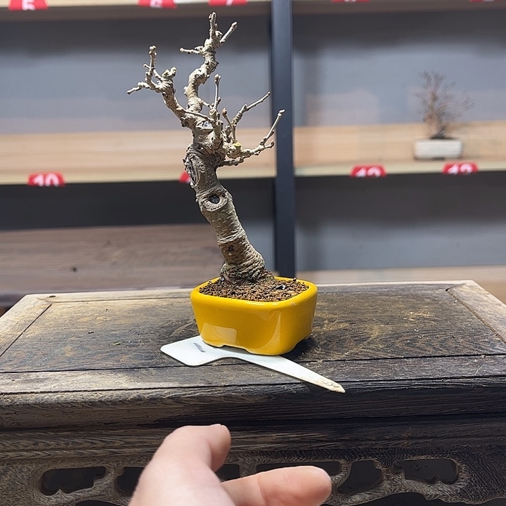 豪***李无花朵姬果桑盆景老庄