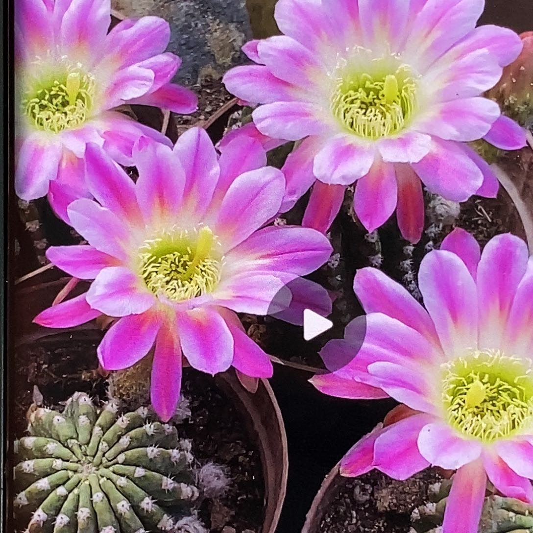 丽 调色板侧芽歪20包邮/4公分左右