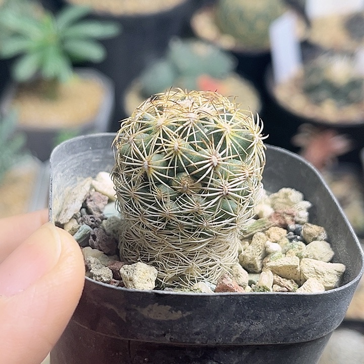 顶花球狮子奋迅微瑕