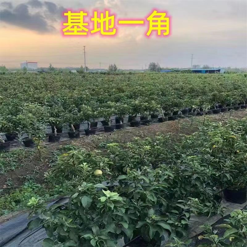 五福临门苹果树南北方种植盆栽地栽好养易活直播间一物一拍