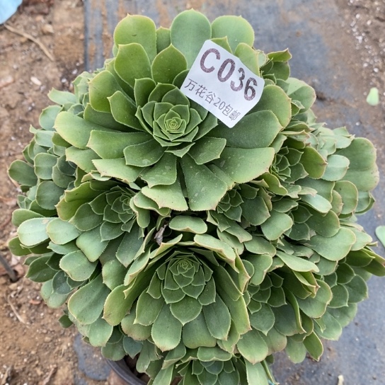 036绿羊绒多肉植物