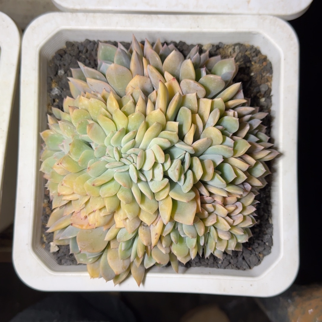 提拉米苏 缀化 一物一拍