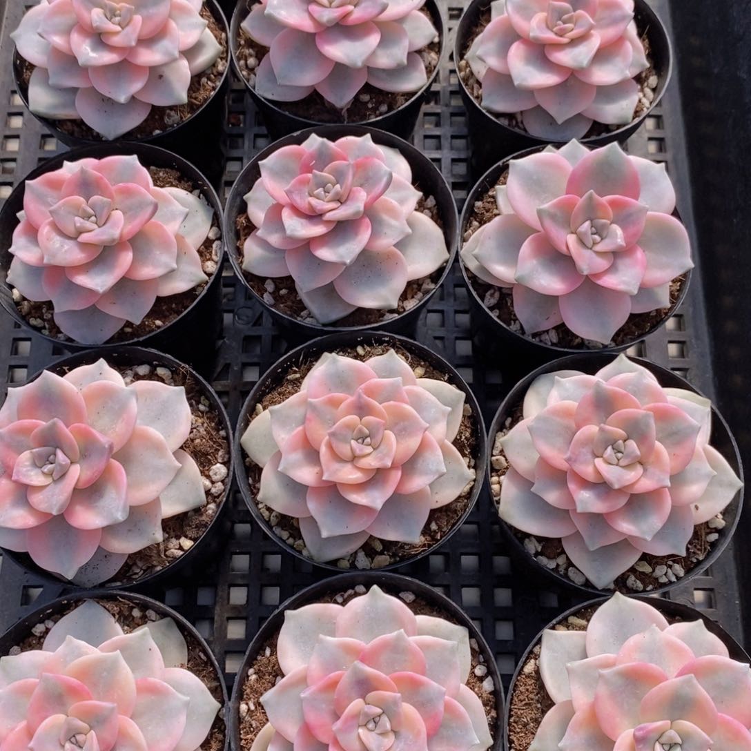 量拍51号 精品母本紫乐锦单头一个