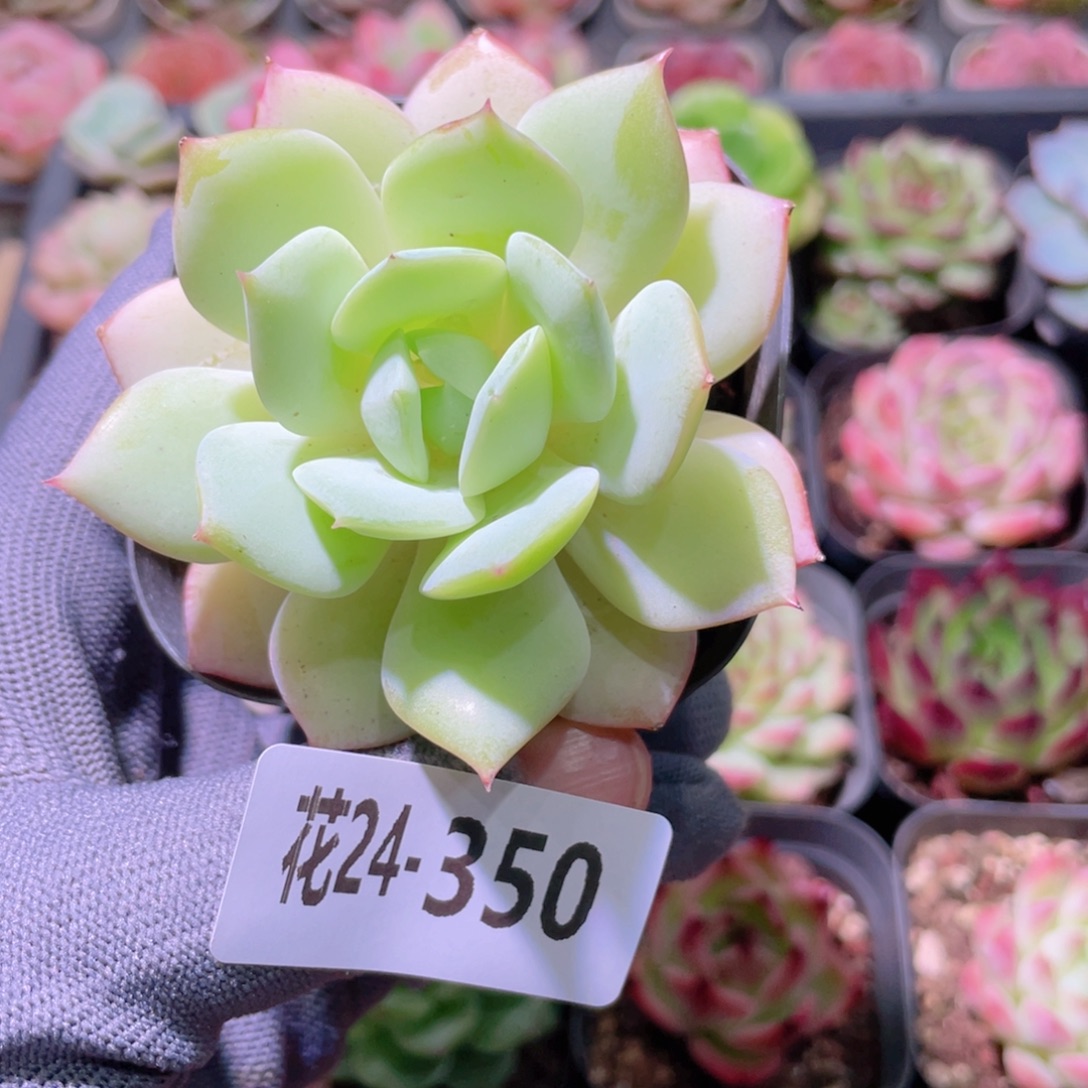 花利美24-350恋曲