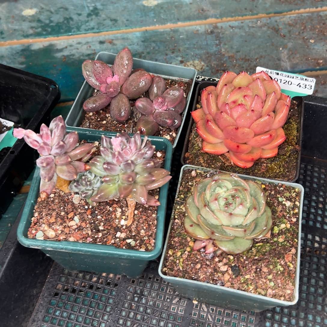 多肉一物一拍0120-433