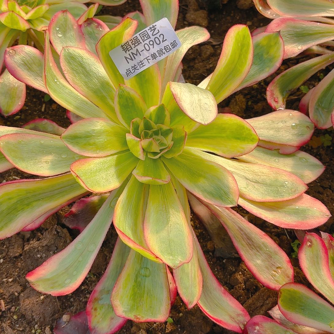 无毒锦多肉植物902