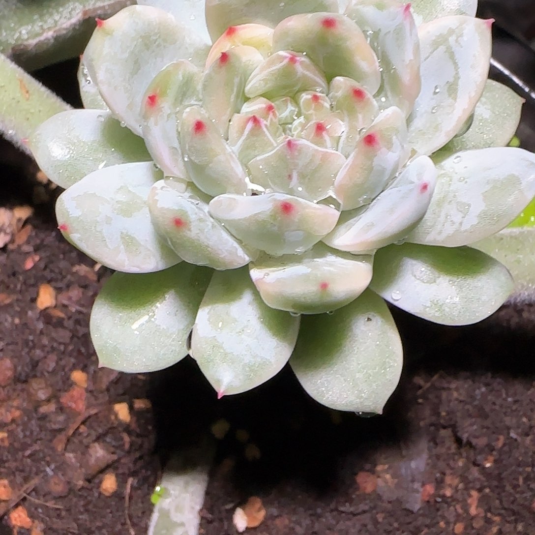 雪花珍妮锦，多肉植物