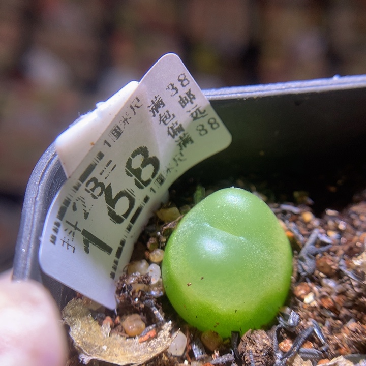 精品生石花28.168