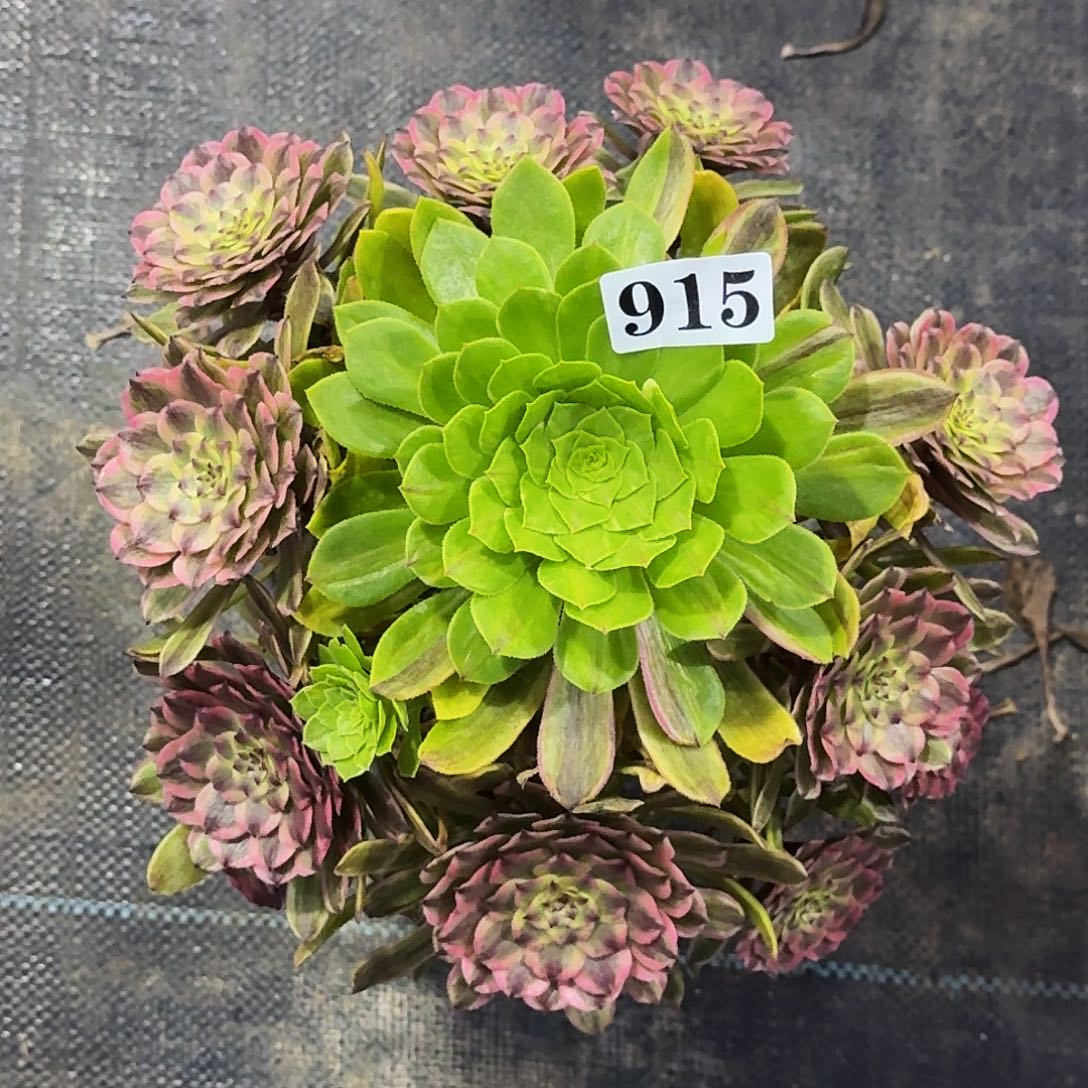 上****赞915粉黛嫩桩多肉植物