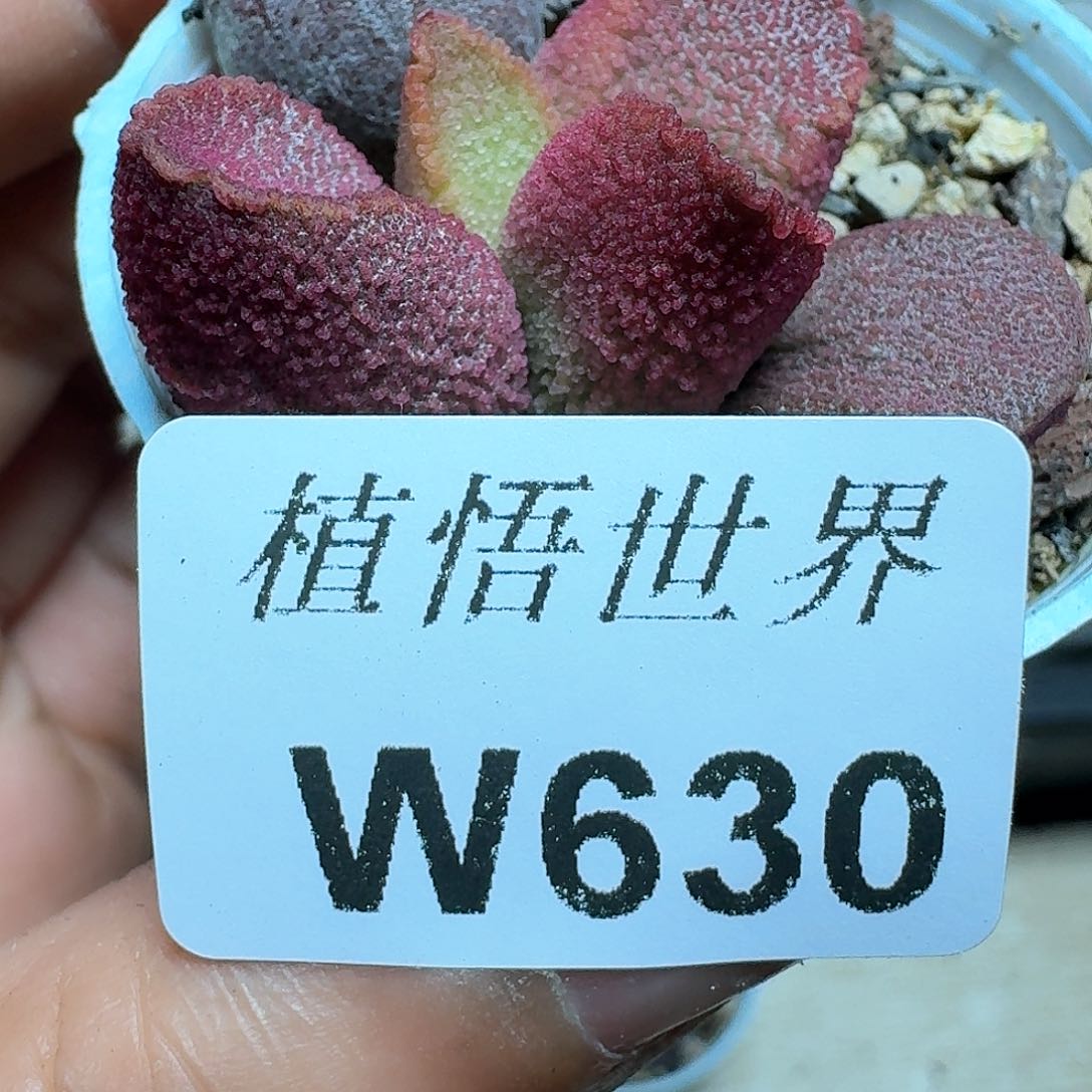630盒多肉植物哇c g