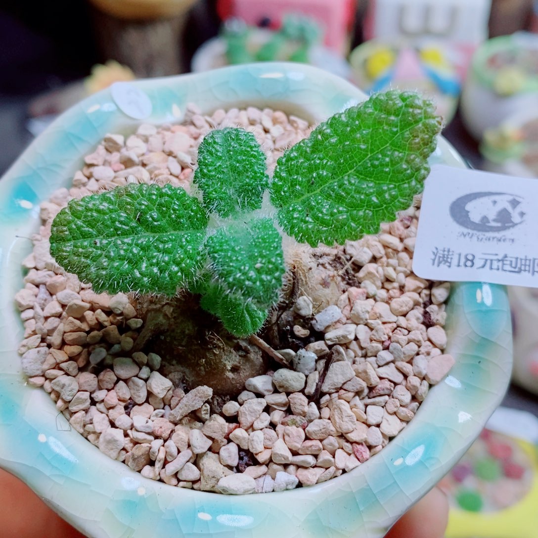 生石花花哈哈哈哈323