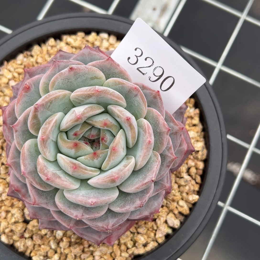 用****23290多肉多多多多多