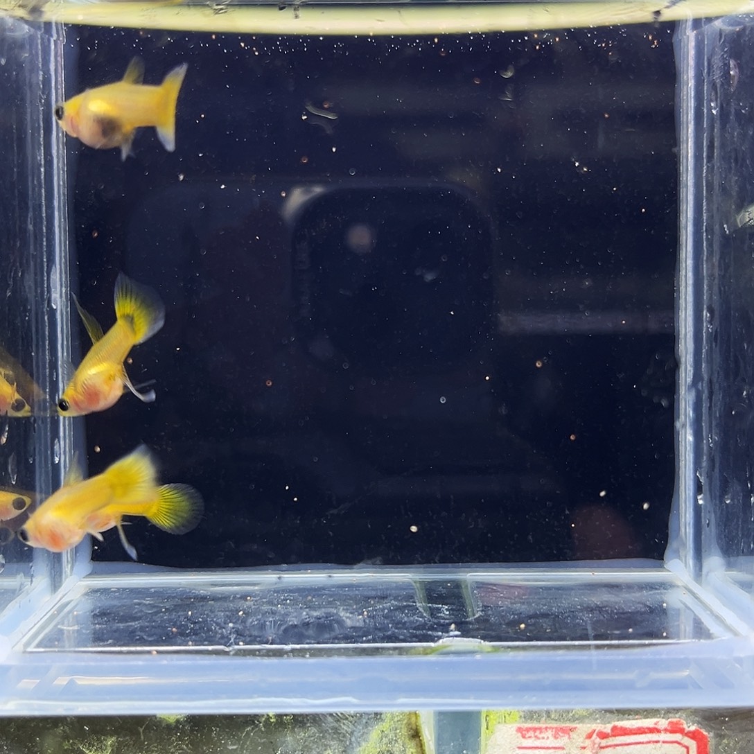 孔雀鱼黄金玻璃猫2对