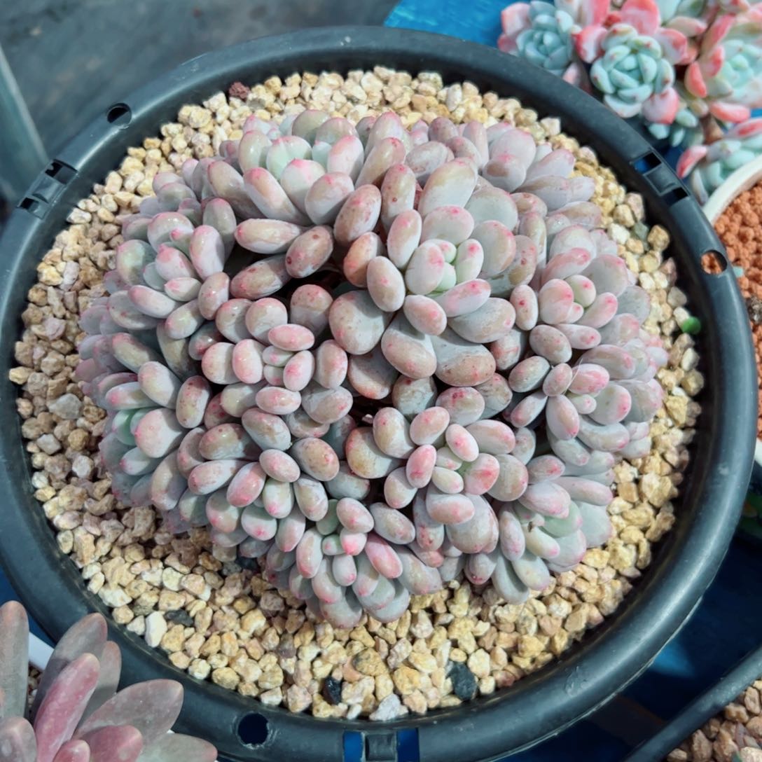 香香雪自然群多肉植物