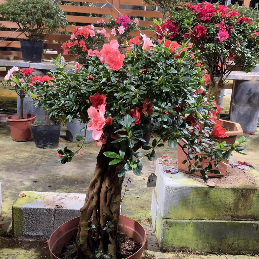 少量花朵（建议范围：2朵-5朵 或40%以下）杜鹃盆景，杜鹃老桩