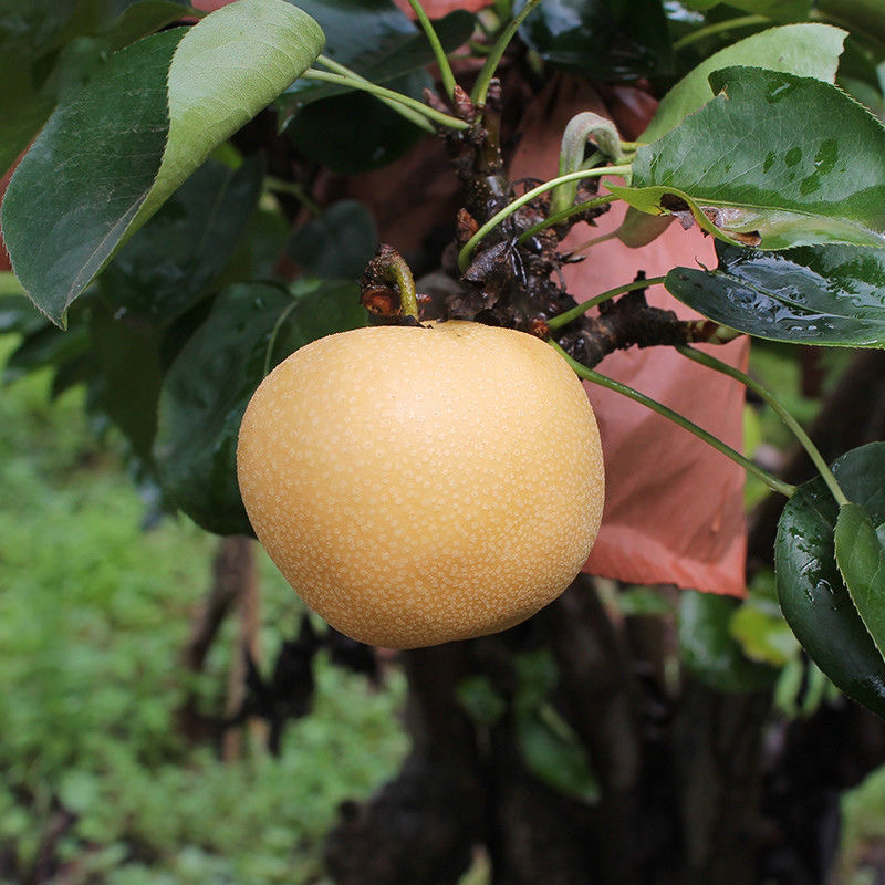 中秋福利云南新鲜现摘当季水果脆甜黄皮梨正宗大鹏