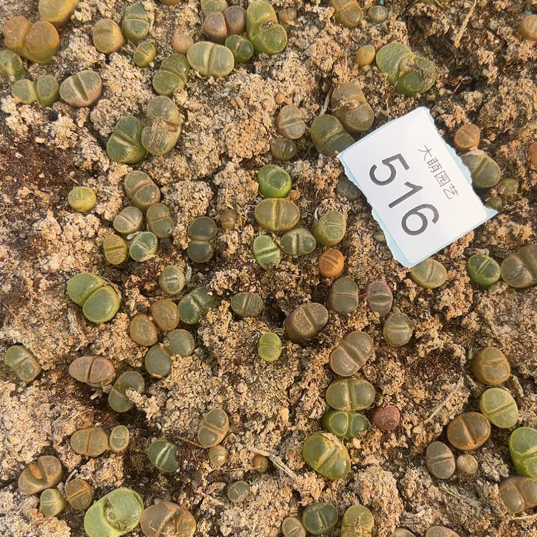 量拍风铃混合3颗        516