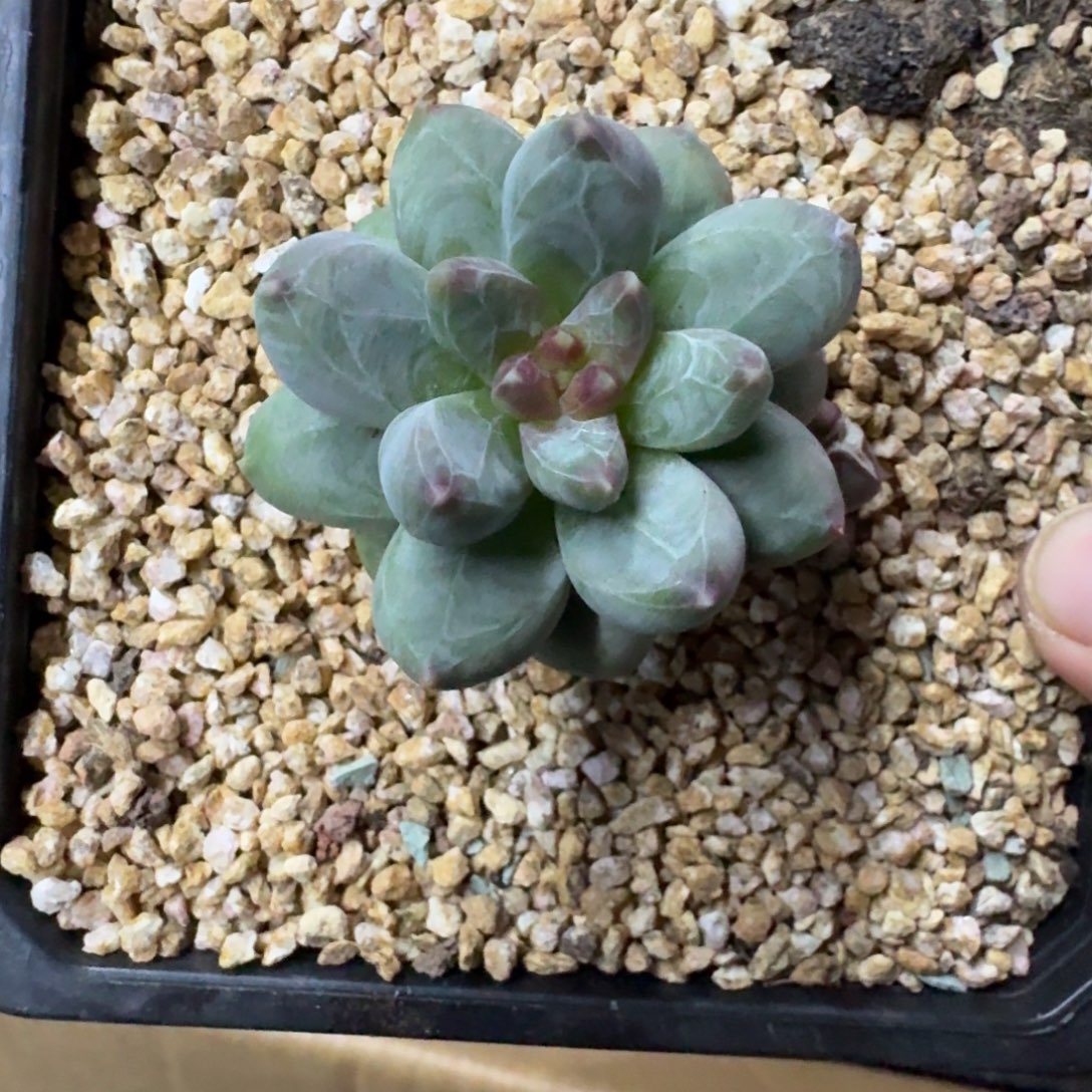 西瓜太郎 单头 一物一拍