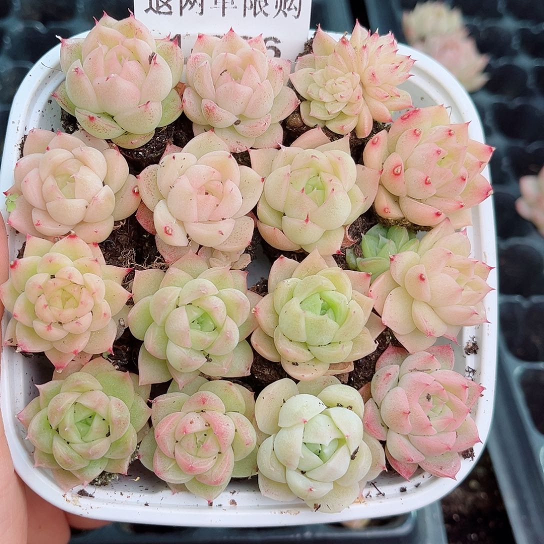 1-366新疆西藏内蒙不发12.8包邮2-3公分多肉