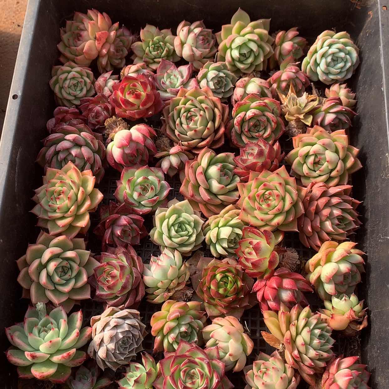 【闪购商品】云08号一筐40颗