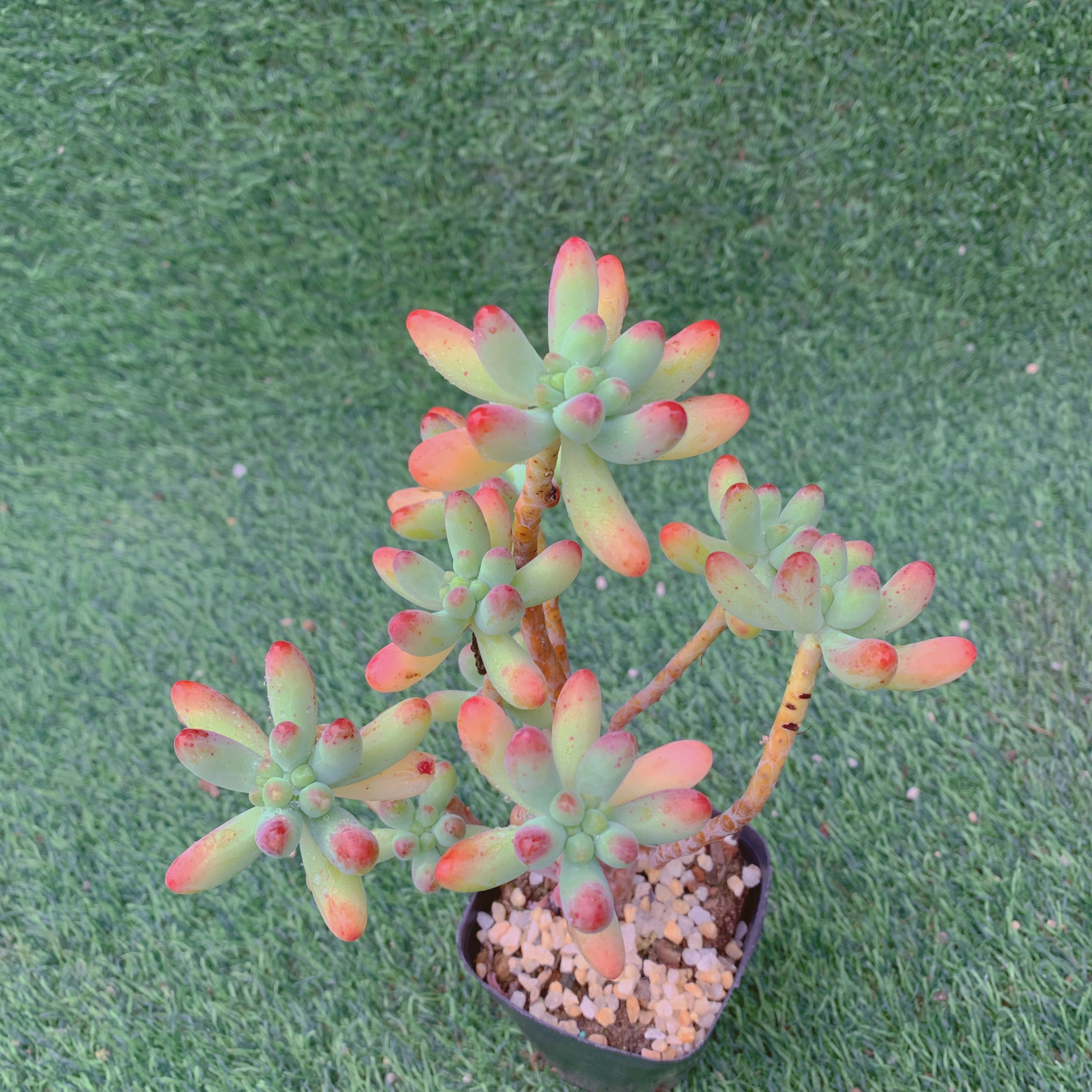 乙女心群10-15CM【花界草堂】精品多肉阳台盆栽一单包邮